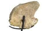 Dinosaur (Thescelosaurus) Coracoid Bone w/ Stand - Montana #244644-2